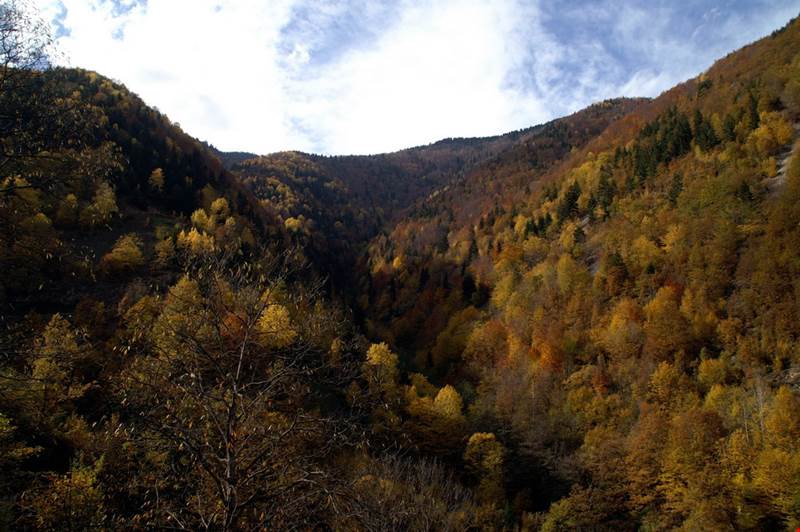 Açıklama: Örümcek Ormanları